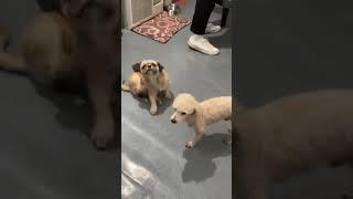 #cute #mochi #coco #covid #playing #short