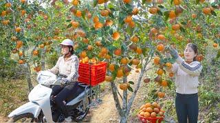 Use Motorbike To Harvesting Many Oranges Goes To Countryside Market Sell. My Bushcraft / Nhất