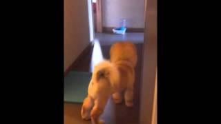 chow chow - Luby