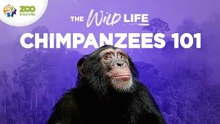 Championing Chimpanzee Conservation - The Wild Life