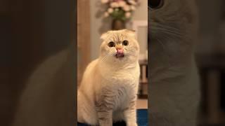 Жадный кот.