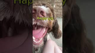 Happy #happy #guy #dog #puppy #bulldog #cute #shorts #labradoodles #funny #humour #edit #compilation