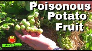 Did You Know Potatoes Produce Poisonous Berries? | Growing True Potato Seeds (TPS) | Guten Yardening