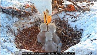 BIG BEAR ~ Shadow Gives Two Back To Back Feedings To The Babies  Chick 3 Tumbles! FOBBVCAM 3.9.25