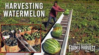 How Watermelons are Harvested  |  MD F&H