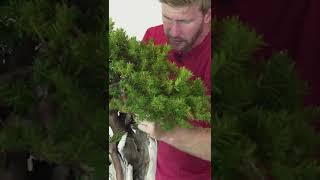 Styling a Yew Bonsai