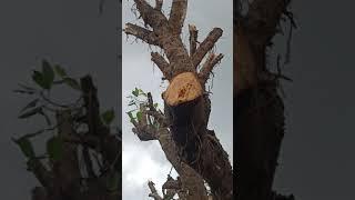 Tree cry after cut branch - crying tree