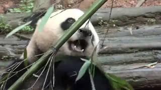 In Memory of Panda YUN HUI