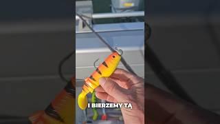 Jak dobierać kolor przynety do wody #wędkarstwo #ryby #szczupak #catchandrelease  #przynęty
