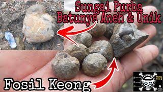 Sungai Purba Batunya Unik & Langka || Fosil Keong || mencari batu akik ||