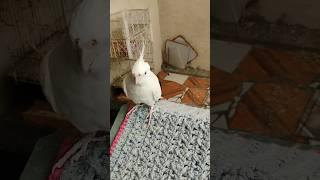 #cockatiel #birds #parrot #cute #funny #mabirdcare #cutebird #pets #talkingparot #funny #cuteparrot