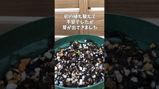 4月26日畑地性カラー