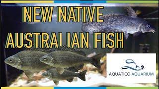 New Native Australian Fish! Oddball Perch and Eel-tail Catfish!