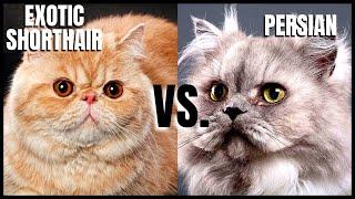 Exotic Shorthair Cat VS. Persian Cat