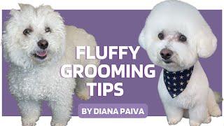 HOW TO GROOM A DOG - Dog Grooming Tips Bichon Frise #doggrooming #doggroomer #doghaircut