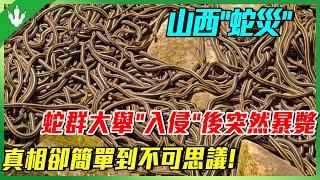 山西“蛇災”，500條蛇大舉“入侵”村莊，不到3天又突然集體暴斃！原因簡單到不可思議？