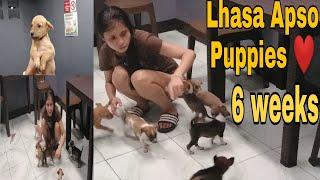 Lhasa Apso Puppies ( 6 weeks old ) VLOG #17 | az