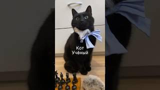 Кот учёный #shorts #рекомендации