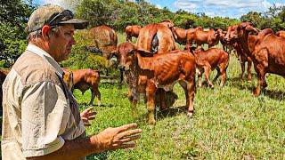 Inside Philip Reed's Cattle Farm in Zimbabwe. A Prominent Thuli and Brahman Breeder