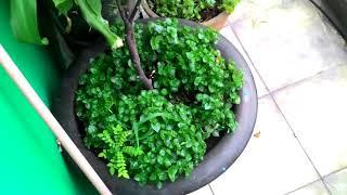 Riêng một góc vườn