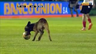 El perro que se robo la pelota en pleno partido