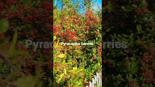 #pyracantha berries #pyracantha orange berries #firethorn #red fire thorn #pyracantha golden berries