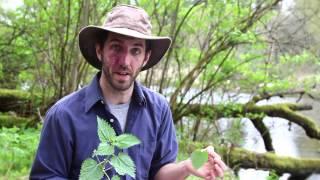 Urban Wild Foraging - Nettles