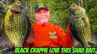 BLACK CRAPPIE LOVE THESE BAITS- New Season Teaser