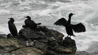 Whaligoe Steps - Shags (Phalacrocorax aristotelis) - 12/09/2021