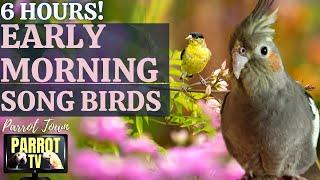 Early Morning Song Birds | 6 HOUR Calming Nature Ambience for Birds | Parrot TV for Your Bird Room 