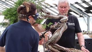 Jennifer Price Bonsai demo