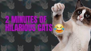 The Most HILARIOUS Cats!