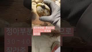#씨감자 자르기 #감자농사#괴산젊은농부#감자농사#shorts