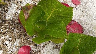 HYDRANGEA PROPAGATION UPDATE