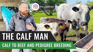 Calf to Beef and Pedigree Breeding with Glen - The Calf Man