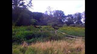 rare black Arabians Bahiya and Nasr headed out to evening pasture