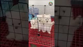 ️ Cute white Pomeranian puppy video 