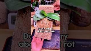 Don't worry about waterlogging and root rot#Sphagnum #orchid #horticulture