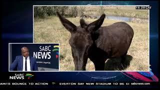 Demand for donkey products increases