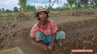 TANAMAN DAUN BAWANG PAK SUDIWANI SEMAKIN LEBAR DI BELAKANG RUMAH