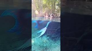 Playful mermaids laughing at the surface! #mermaid #mermaidtail #friends #h2o #underwater #florida