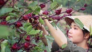 Roselle, ruby red flowers with a sour and fruity taste