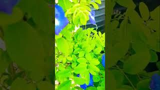 Bonsai अपराजिता/butterfly pea plant trailing idea #shorts #gardening #youtubegarden