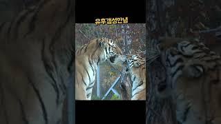 백두대간수목원 태범 무궁  무궁이 권투선수인줄... 괜히 심통 korea tiger #무궁, #shorts