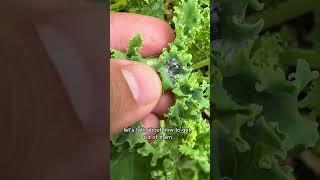 No More Aphids With NO Pesticides!