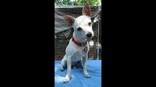 ADOPTED! Bianca a sweet little Chihuahua mix puppy