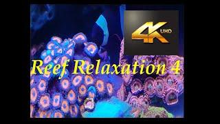 Reef Relaxation Series #4  Seven Hours Of My Aquarium   [4K]