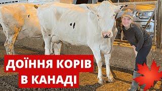 Робота на фермі в Канаді. Доїння корів