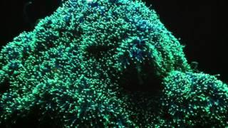 The Pushkins -  Sea Egg