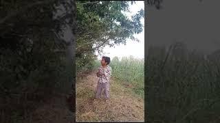 Shetkari Kanya Dnyaneshwari shetat chiku todte# shortfeed # short video